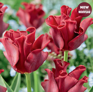 *NOUVEAU* Tulipe - Robe Rouge