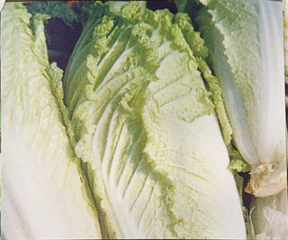 Cabbage, Chinese Hybrid-Michihli