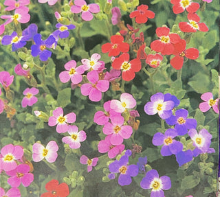 Aubrieta, Rainbow Rock Flower Mix