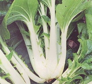 Cabbage, Bok Choy