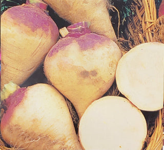 Turnip, Marian Purple Top - Clubroot Resistant