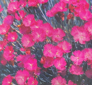 Dianthus | (Pinks) Rose Red Shades