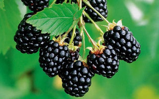 Blackberry | Black Satin Live Plant in Pot (In-Store)
