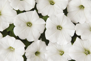 Petunia | White Wave (5 seeds)