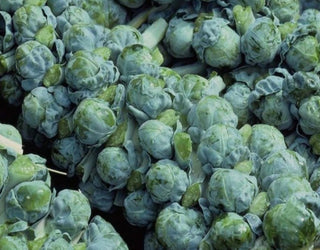 Brussels Sprouts | Long Island Improved